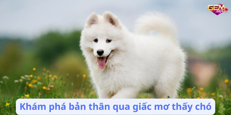 mo thay cho 3 Khám phá bản thân qua giấc mơ thấy chó